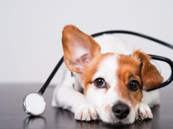 The 6 Best Tools for Veterinary Technicians
